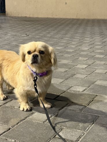золотистый ретривер баку: Pekines, 1 il, Dişi