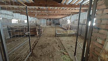 Скотники: Требуется Скотник, Оплата: Ежемесячно — 7