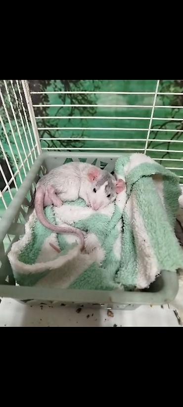 Крысы: Милота крысы Дамбо .Питомник Rat hause Love . ручные ласковые. лысые и — 1