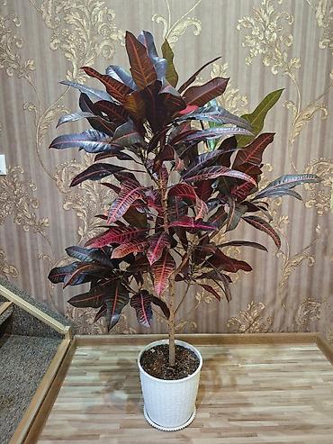 Бөлмө өсүмдүктөрү: Кротон (кодиеум) крупномер в декоративном кашпо - Эффектный комнатный — 1