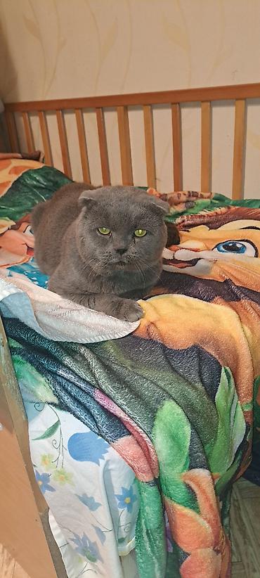 скотиш фолд ош: Скотиш Фолд (Шотландская вислоухая), 3 года, Мальчик, Серый — 2
