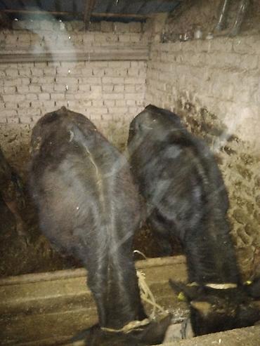 Коровы, быки: Продаю | Бык (самец) | Полукровка | На откорм — 8