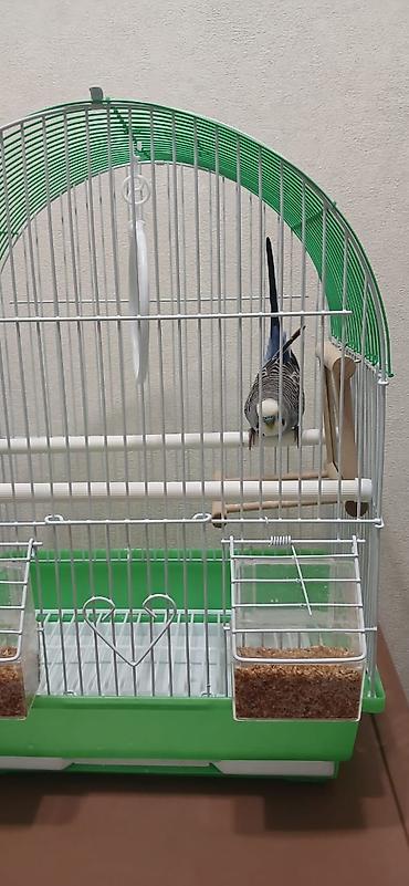 Зоотовары: Продается попугай, волнистый, самец, в подарок пакет корма. Клетка для — 10