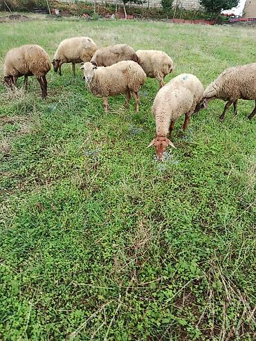 hind quşu cucesi: Qoca qoyunlarıdi icinde 3 aylıq bogazda var qiymət 210 sonu budu — 1