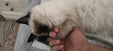 Продажа кошек: Сеамская кошка ей ровно 1 год о — 4