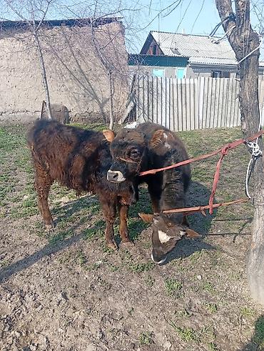 Коровы, быки: Продаю | Бык (самец) | На откорм | Привязанные — 2