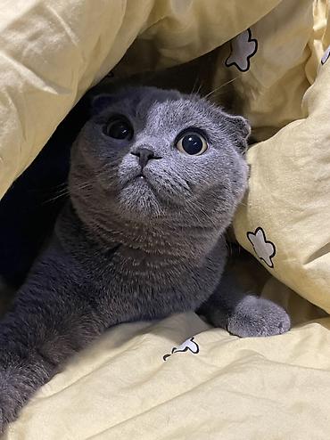 Продажа кошек: Скотиш Страйт (Шотландская прямоухая), 1 месяц, Мальчик, Серебристая шиншилла, Приучена к лотку — 7