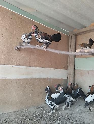 Toyuqlar: Toyuq, Damazlıq, Ünvandan götürmə, Ödənişli çatdırılma — 20