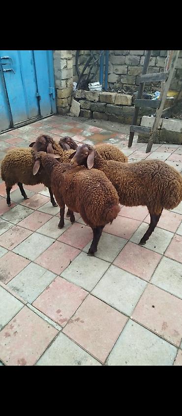 quzu sekli: 4 erkek quzu satılır, qiyməti 355 manat sağlam yeyimcil heyvanlardır — 1