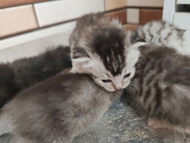 Pişiklər: Yaxşı əllərə -da lalafo.az — 5 Pişiklər: Yaxşı əllərə — 5