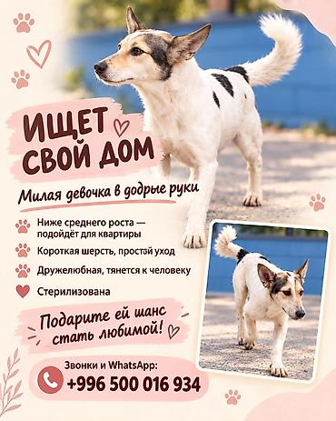 Передадим в добрые руки🙏🏽Собачка -девочка 🎀 Особенности: - Рост ниже