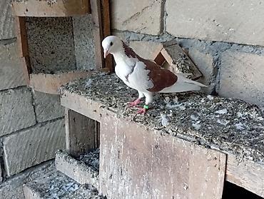 dekorativ göyərçin: Beli qırmızı erkek çatdırma var — 3