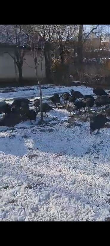 Индюки: Продаю | Индюшка (самка) | Северокавказская | Для разведения | Племенные at lalafo.kg — 9 Индюки: Продаю | Индюшка (самка) | Северокавказская | Для разведения | Племенные — 9