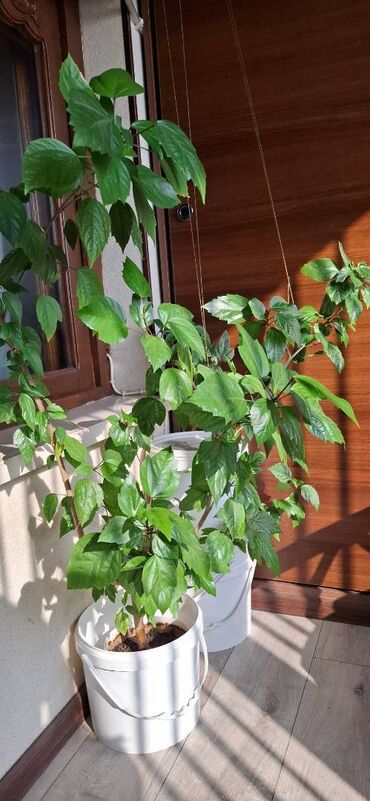 qar topu gülü: Китайская роза.
большой куст