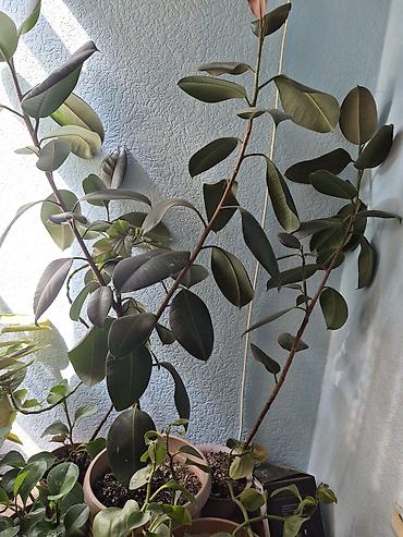 Фикус каучуконосный (Ficus elastica) в горшке - Крупное комнатное