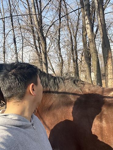 Лошади, кони: Продаю | Жеребец | Рабочий | Осеменитель — 6