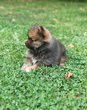 Pomeranski spic, prelepog krzna i izuzetno sitne građe, ženskog pola — 4