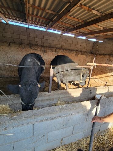 сельскохозяйственные животные продажа: Сатам | Бука (эркек) | Бордоп семиртүү үчүн | Байланган