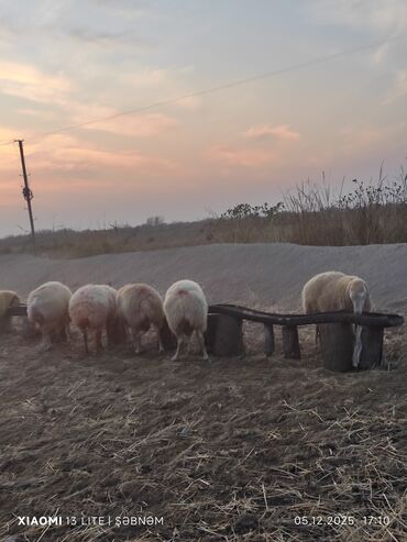 Qoyunlar, qoçlar: Salam. 6 baş qoyun satılır . Razılaşma yolu ilə, cinsidir . 🐑 Yerli — 9