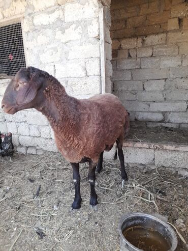 Akvariumlar: Erkək, il: 1, 70 kq, Ətlik
