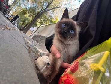 британская шоколадная кошка: Найдена : Сиамская, Шоколадный