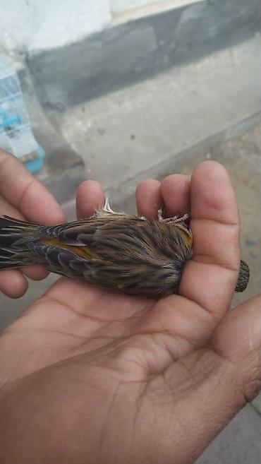 Птицы: Канарейки, попугаи, амадины, голуби! По адресу Абдрахманова315 — 15