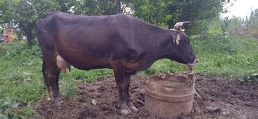 бык парода бельгийский: Продаю | Корова (самка) | На забой, Для разведения, Для молока | Стельные