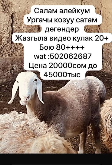 сколько стоит щенок алабай: Продаю | Овца (самка) | Арашан | Для разведения | Ярка — 1