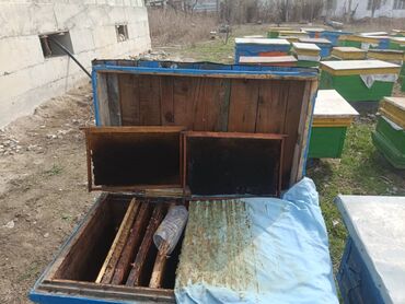бак дизельный: Пчелиный улей с открытой крышкой, предназначенный для содержания