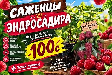 Супер сорт! Мөмөлөрү чоң, таттуу жана конфеттей катуу. Эзилбейт, даамы