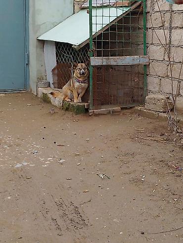 İtlər: Məhsul: İt (kiçik/orta ölçülü) Təsvir: - Fotoşəkillərdə olan sadiq və — 6