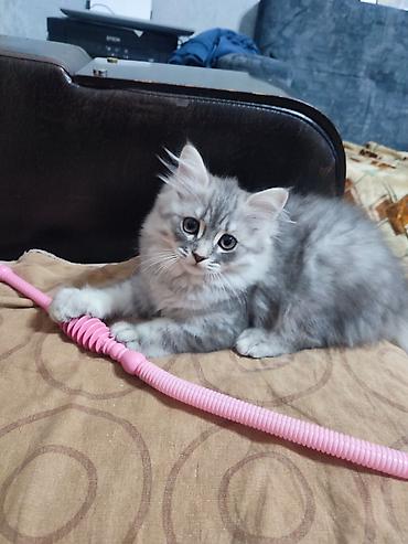 Pişiklər: Britan — 4