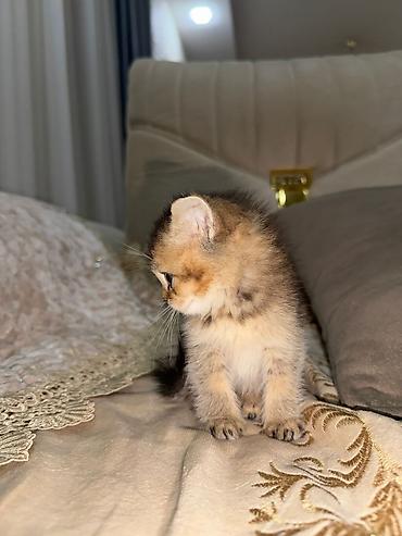 Pişiklər: Britan — 11