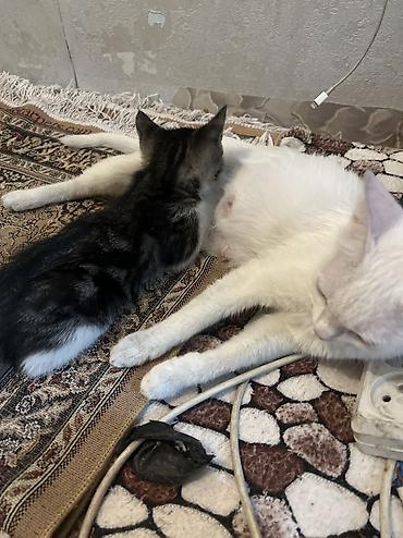 коты белый: Белый котёнок с голубым ошейником - Порода: домашняя короткошёрстная — 5
