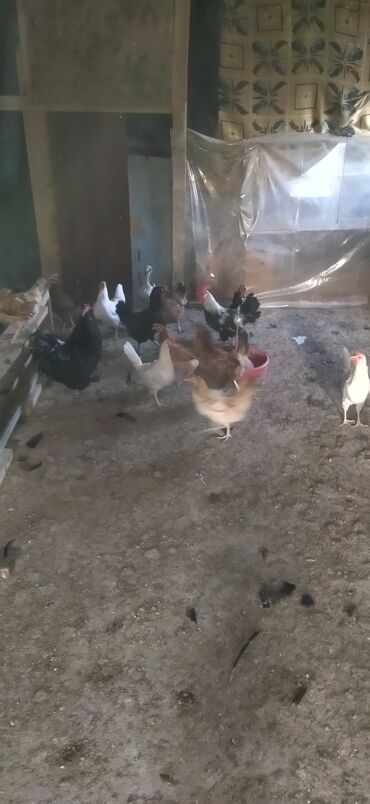 ayam cemani yumurta: Toyuq, Yumurtalıq, Ünvandan götürmə