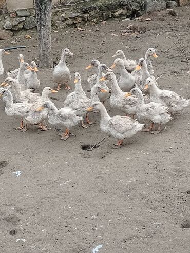 Ördəklər: Dilli ordekler — 1