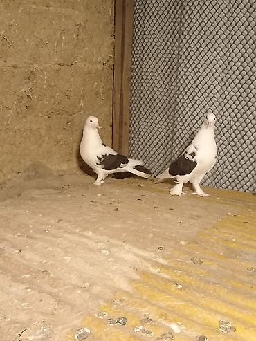 quş xana: Məhsul: Ev göyərçinləri cütü Təsvir: - Rəng: ağ əsas fon üzərində — 1
