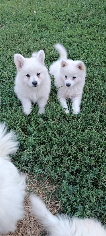 Psi: Na prodaju prelepi štenci belog nemačkog špica, oštenjeni 12. januara — 8