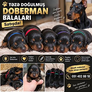 ev itlər: Doberman, Peyvəndli — 1