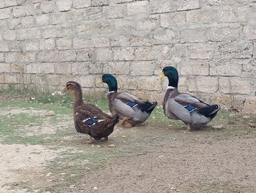 Ördəklər: 1 cüt Orginal Qan Ruan ördəyi tam sağlam aktiv ördəylərdi 6 — 6