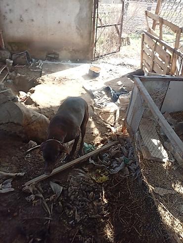 Отдам даром собаку: Собака даром: Курцхаар, 10 месяцев, Самка, С прививкой — 6