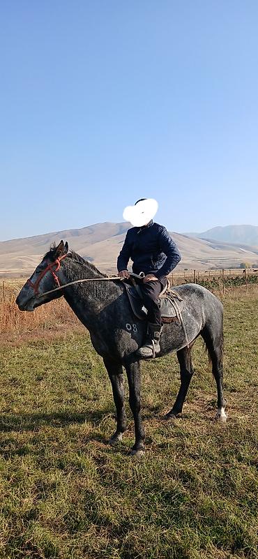 бравекто для собак бишкек: Продаю | Конь (самец) | Кара Жорго | На забой, Рабочий | Племенные, Осеменитель, Мерин — 3