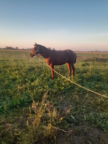 bmw 1 серия 118i at: Safqanlı görünüşlü, al-qırmızı rəngdə at - Növ: minik və təsərrüfat