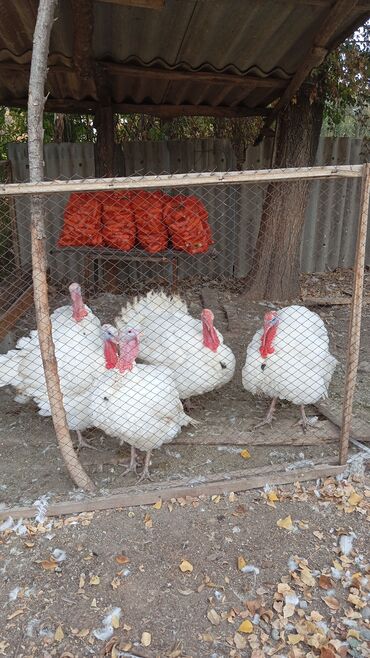 хлеб на корм: Продаю индюки блолер кг по 500 большие 5шт