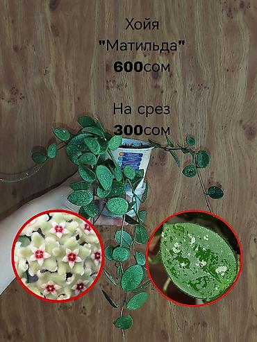 неделю: Комнатные растения — саженцы и черенки. 1) Живое дерево (лечебное) — — 8