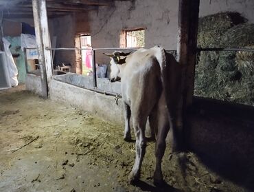 шведская корова: Продаю | Корова (самка), Бык (самец), Тёлка | На откорм, На забой, Для разведения