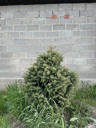 Ель: Ель (вероятно, канадская/серая, Picea glauca), компактная — 10