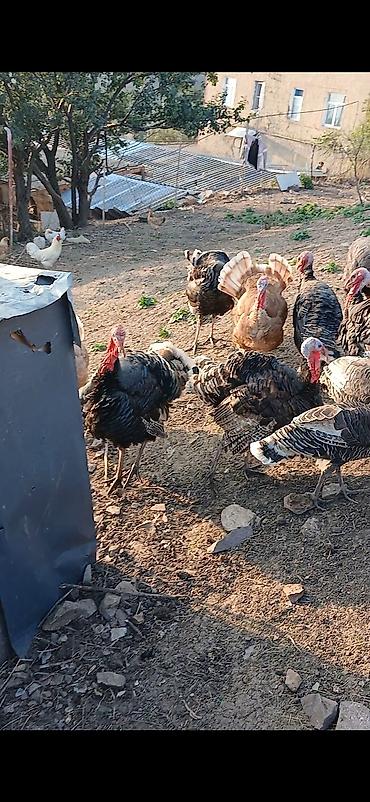 Животные: Salam 40 denedi yanvar ayinda cixiblar yumurtadan daşkesendedi 10 — 3