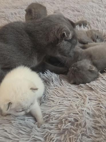 Pişiklər: Şotland — 7