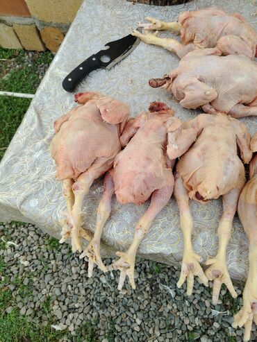 Digər quşlar: Kənt yumurtası kənt colpsı və kəsilib təmizləmiş öry satışı var kimə — 5